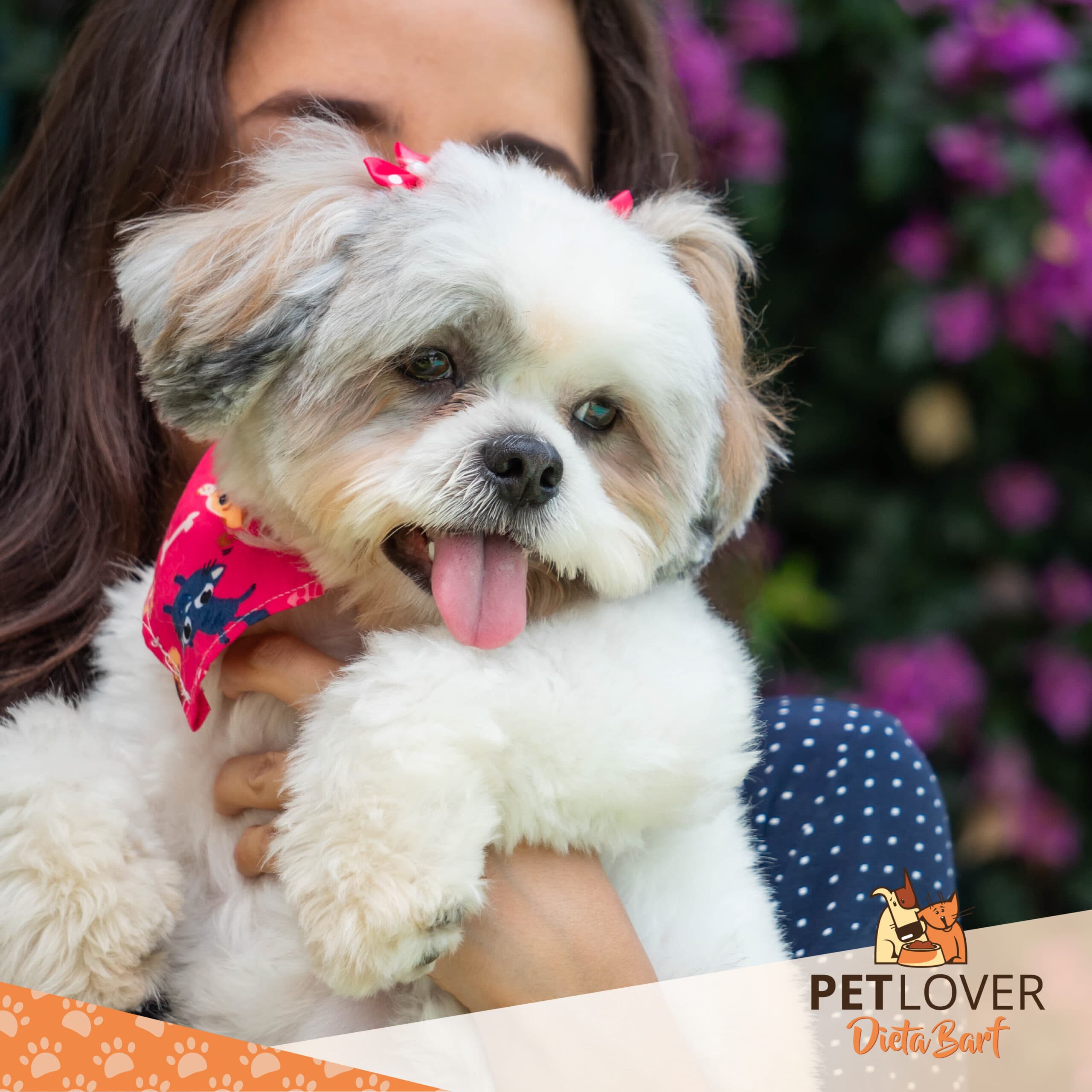 Campaña de Pet Lover — Mascotas